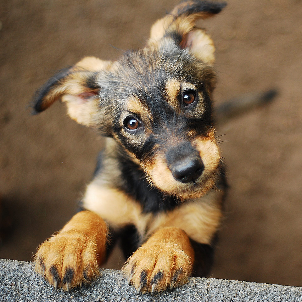 A puppy looking towards the camera. Its front paws are resting on a wall.