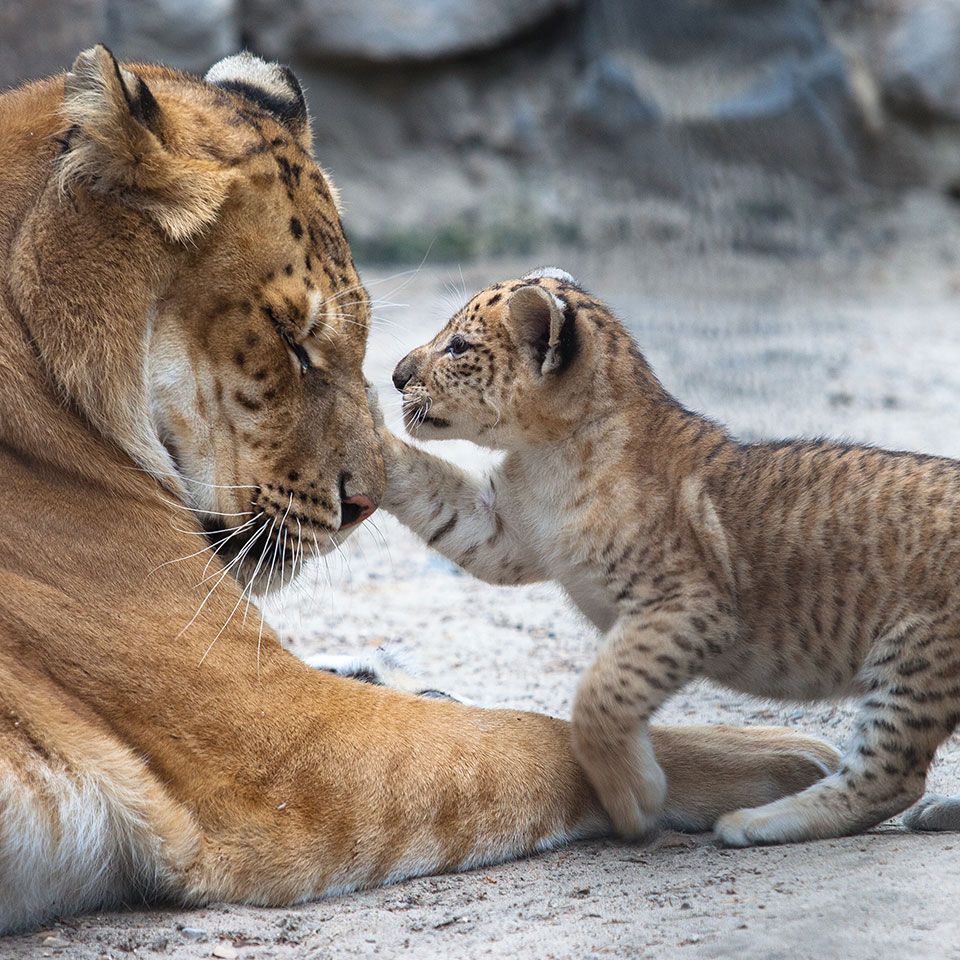 Small tiger cub playing with his mother