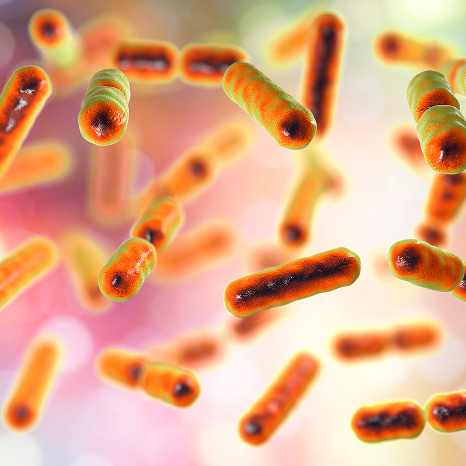 Bacteria Bacteroides fragilis, one of the major components of normal microbiome of human intestine