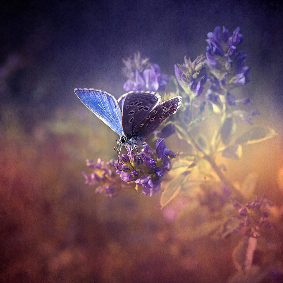 Vintage-style photograph of a butterfly on a flower